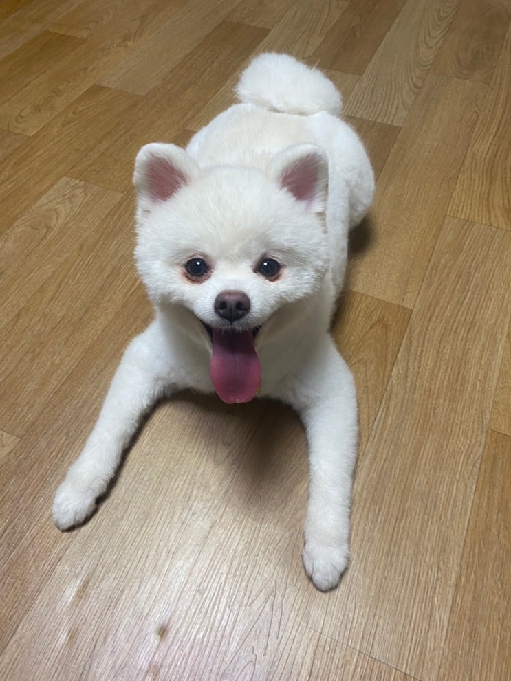  [룩또]1035회 로또당첨번호_1036회 로또번호추천