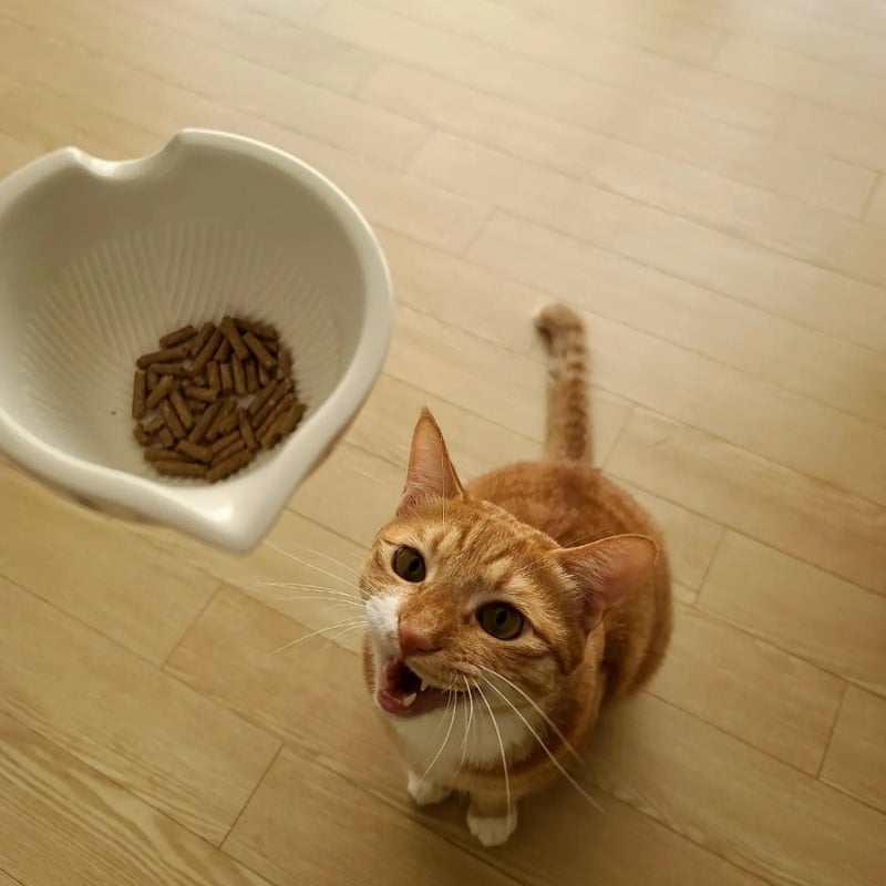 고양이 변비에 직빵인 파이보 후기(*귀여움 주의)
