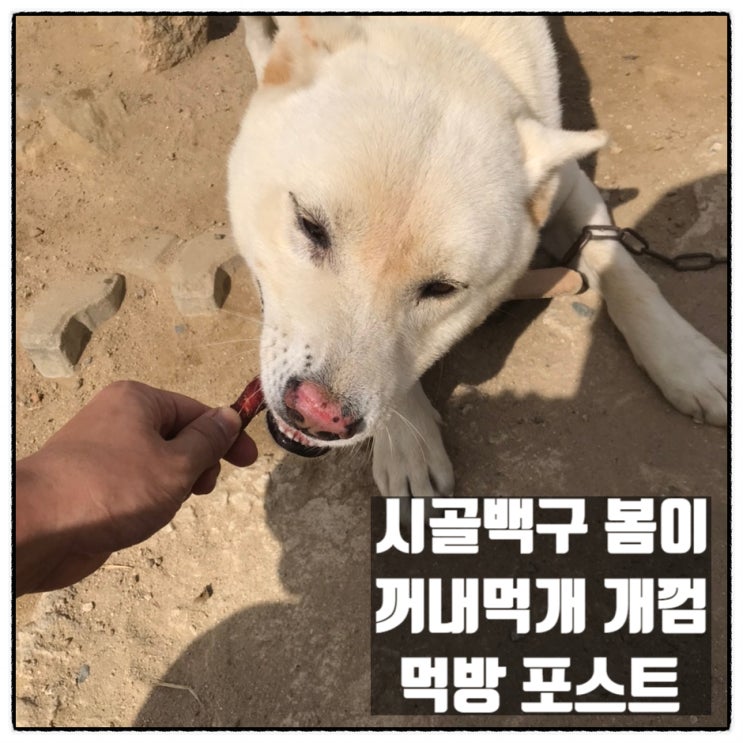 꺼내먹개 개껌 오리 우유껌스틱 시골백구 봄이 먹방