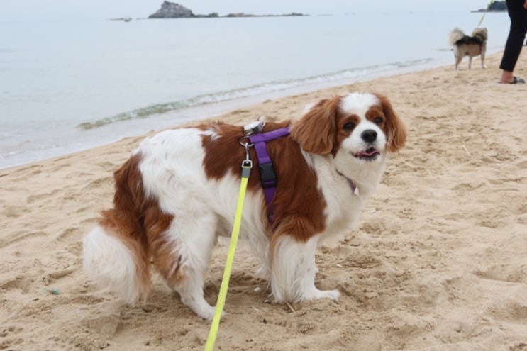  고성 강아지와 산책하기 좋은 삼포해수욕장