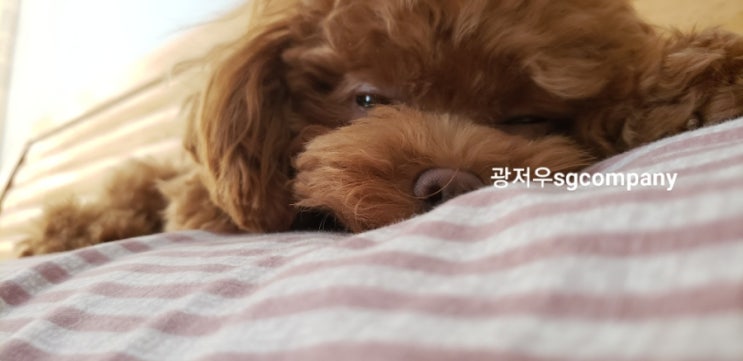  국경절 :)  10월이지만 더운 광저우 귀차니즘 나들이 (애견동반)
