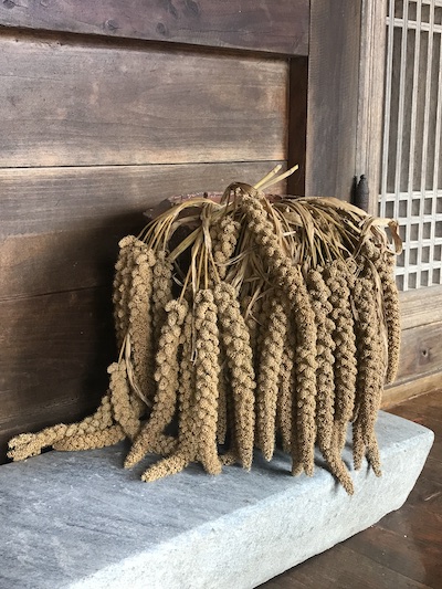  제주 고소리술 이야기