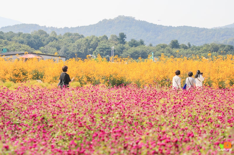 경기도 가을 여행지 경기도 드라이브 코스 양주 나리공원 농장 양주 천일홍 축제