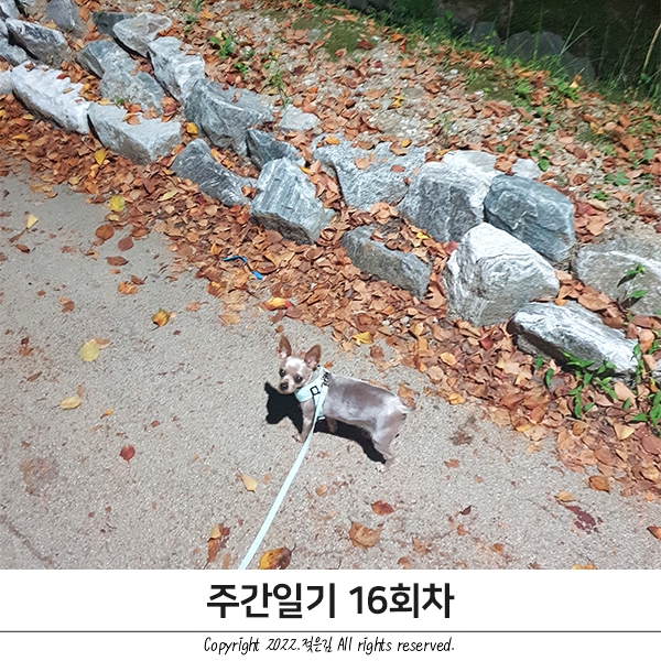 주간일기 16회차 : 알찬 한주 주간일기 16회차 : 알찬 한주