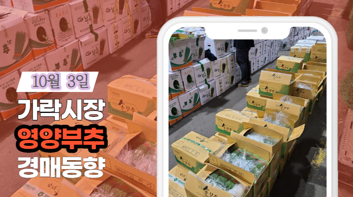  [경매사 일일보고] 10월 3일자 가락시장 "영양부추" 경매동향을 살펴보겠습니다!