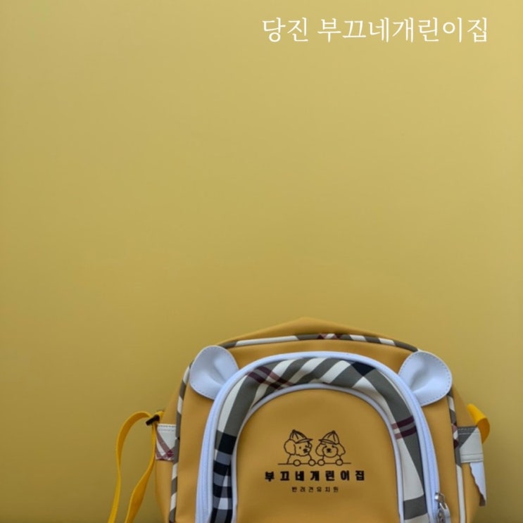  당진 부끄네개린이집 애견유치원 강아지유치원 반려견유치원 강아지어린이집