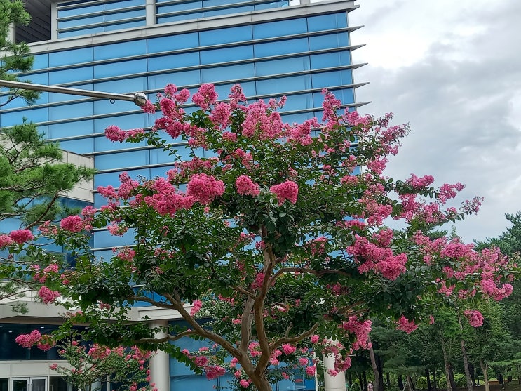  배롱나무 목백일홍 (Lagerstroemia indica) 키우기 주의점