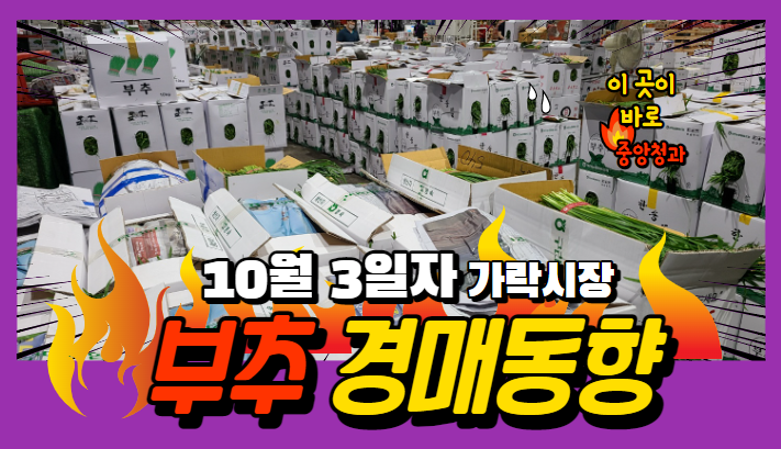  [경매사 일일보고] 10월 3일자 가락시장 "부추" 경매동향을 살펴보겠습니다!