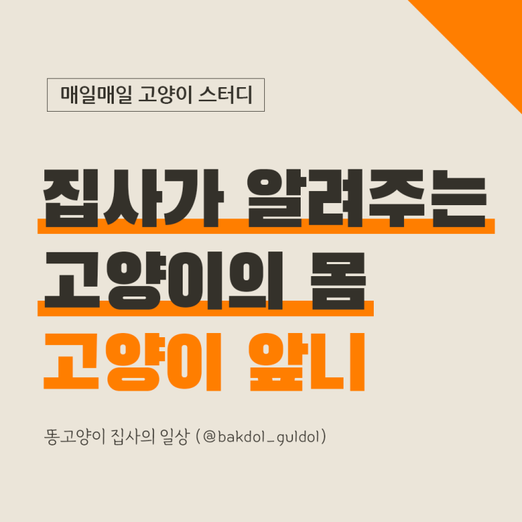  작고 귀여운 고양이의 앞니의 역할과 양치 관리