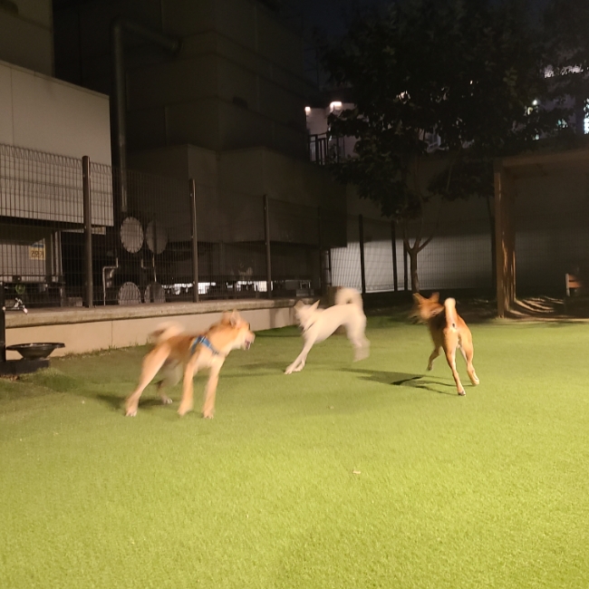  위례 스타필드 펫파크 첫방문, 비오는날 송파 둘레길 산책