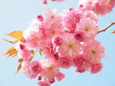 무당꿈해몽 무당꿈풀이 - 무당꿈 굿하는꿈 무당춤추는꿈 무당점보는꿈 점쟁이꿈 점보는꿈 ....