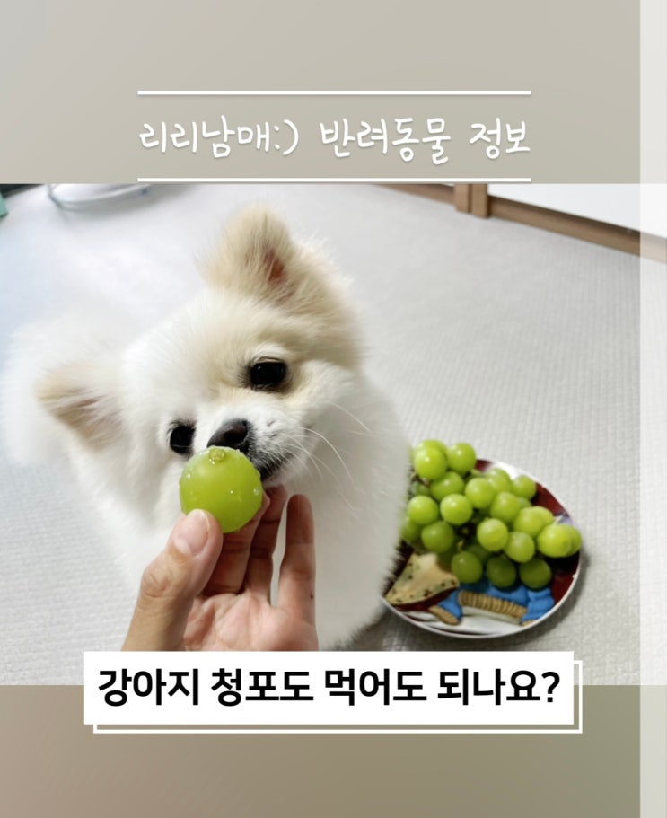  강아지가 청포도 먹으면 안되는 과일 음식인 거 아시나요 샤인머스켓도 똑같아요