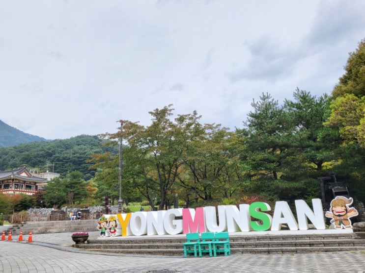  (강아지 동반 여행 관광지) 용문사/천연기념물/주차요금 /미르