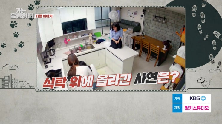 개는 훌륭하다 고민견 후추 프렌치 불도그 과거 3번의 파양 아픔겪은 입질견 146회 방송 정보 아이브 안유진 레이 프로필 나이 학력 인스타