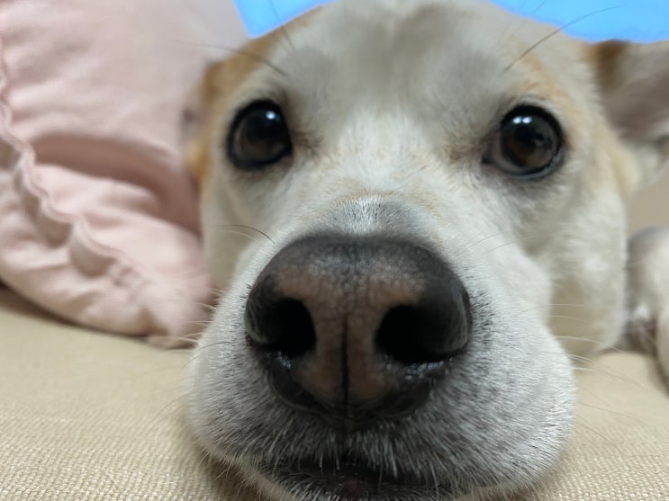  천방지축 강아지 새리의 분리불안 훈련