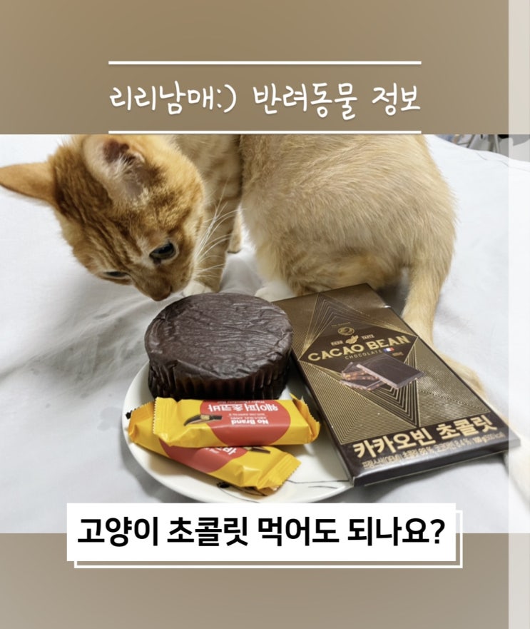  고양이 초콜릿 고양이가 먹으면 안되는 음식이예요