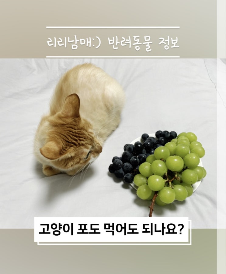 고양이 포도 청포도 고양이가 먹으면 안되는 과일 음식이예요