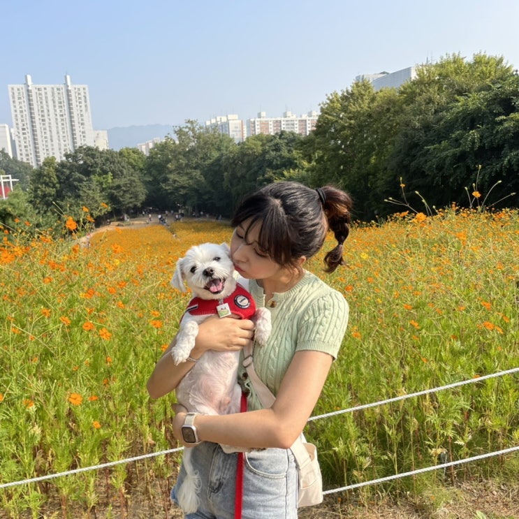 [일상] 올림픽 공원 들꽃마루, 핑크뮬리 꽃 구경 서울 데이트코스