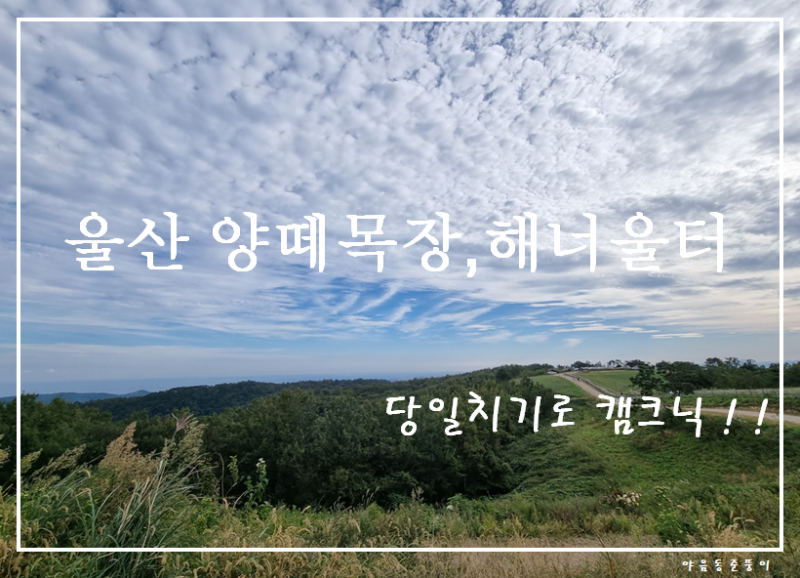 [울산 여행] 당일치기 양떼목장 해너울터 캠크닉장
