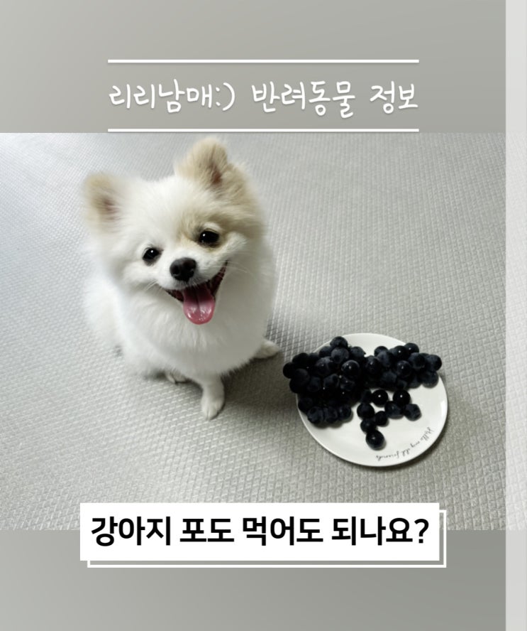  강아지가 먹으면 안되는 음식, 포도 급여 절대 안돼요