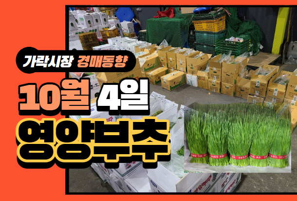  [경매사 일일보고] 10월 4일자 가락시장 "영양부추" 경매동향을 살펴보겠습니다!