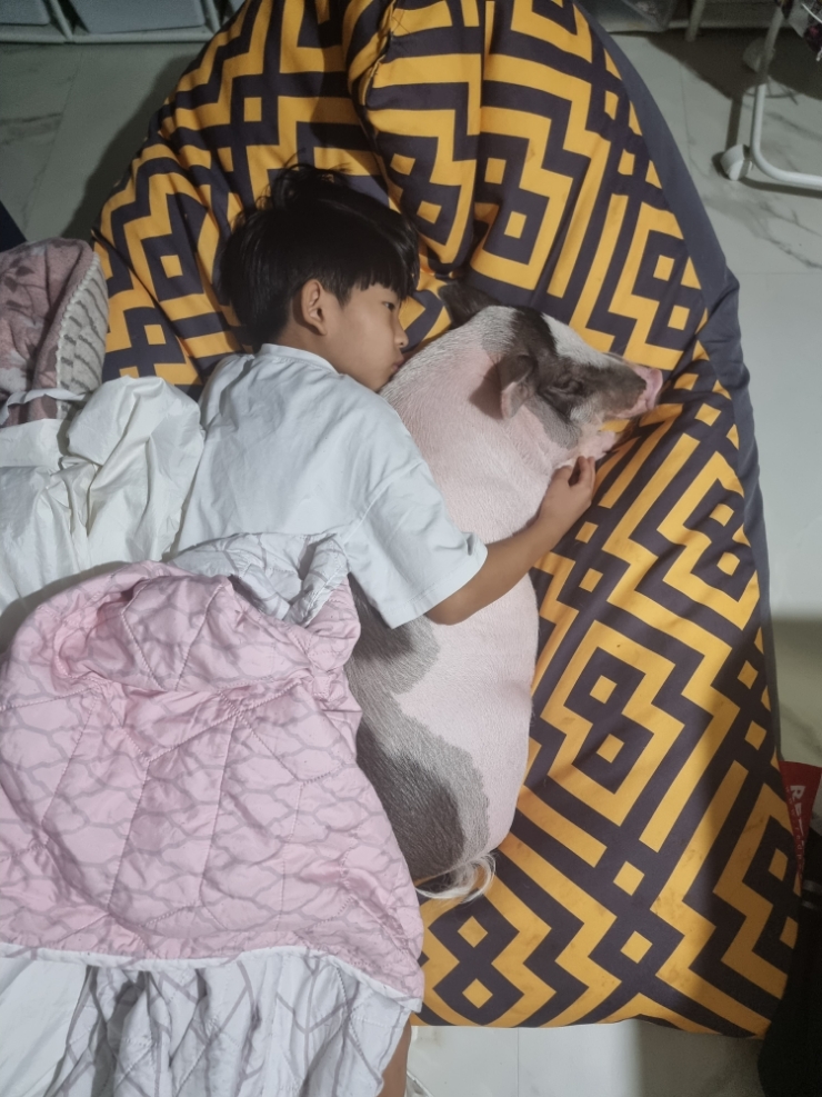 꿀돼 이젠 미니피그 아닌 그냥 돼지키우기 랍니다