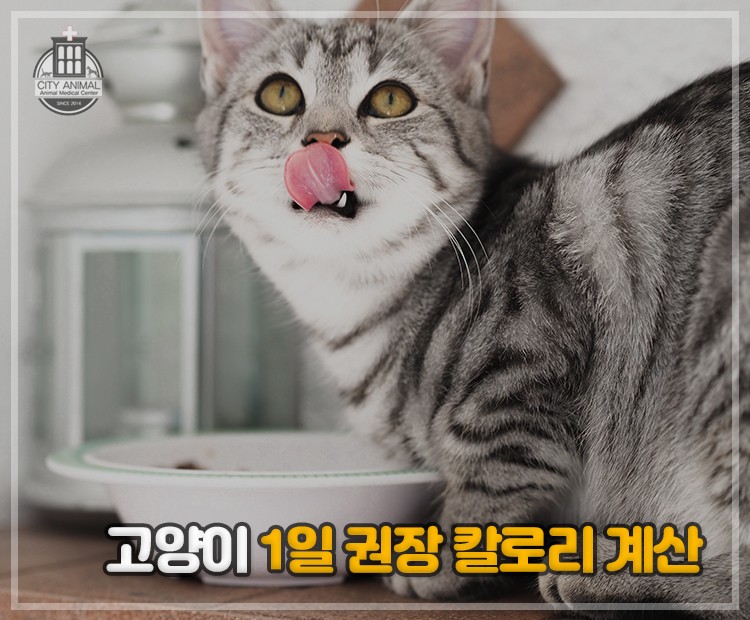 고양이 칼로리 계산기 적정 권장 칼로리는? : 네이버 블로그