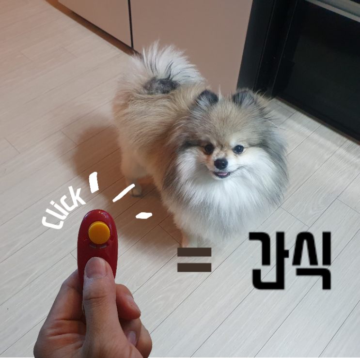  도전! 초보 견주도 쉽게하는 강아지 훈련 방법 - 클리커 적응 시키기