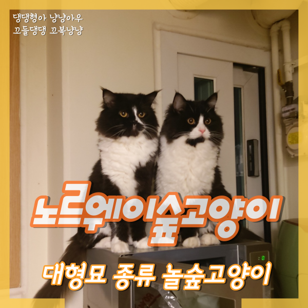  노르웨이숲고양이 기본정보, 외모와 달리 온순한 대형묘 놀숲 포토