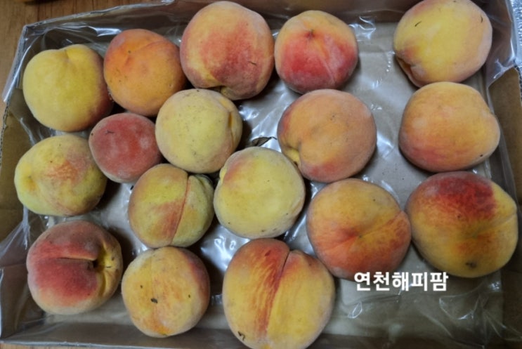  해피팜네 비오고 난 뒤 농장 이야기 수확의계절 풍성한먹거리