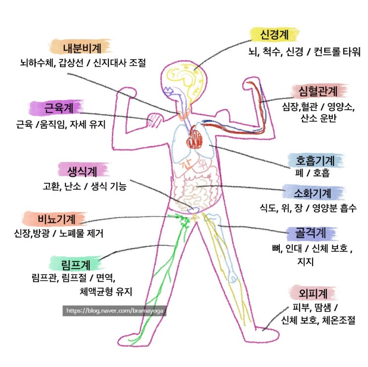  나의 몸 들여다보기 (feat. 아이패드 드로잉)
