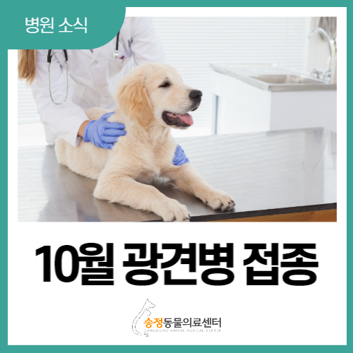송정 소식/2022년 국가 지원 광견병 예방 접종 안내(경기 광주 동물병원)