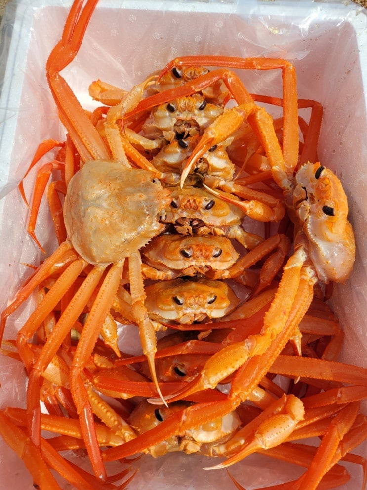  살이 통통 수율 꽉 찬 포항 구룡포 당일조업 연지홍게 대게 찜으로 드셔보세요