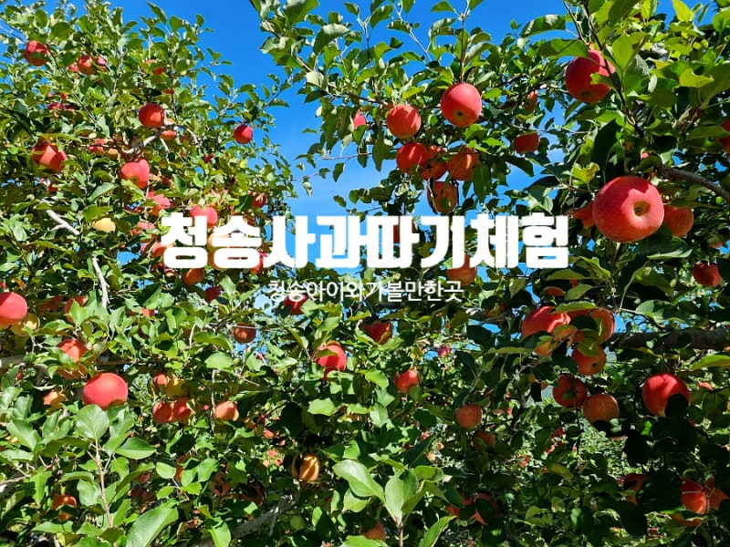 청송 사과 따기 체험 청송 아이와 가볼만한곳