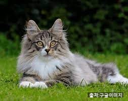  노르웨이숲 고양이 - 기초정보 성격 털 특징