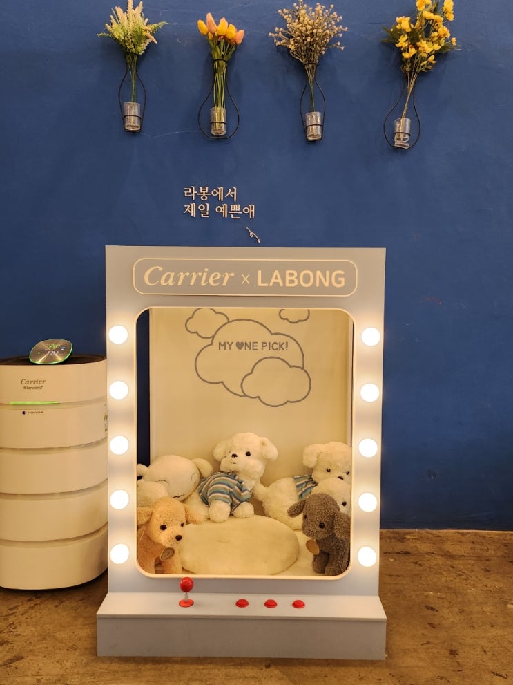  영종도 을왕리애견카페 카페라봉 강아지들을 위한 애견운동장과 수영장이 있는 곳