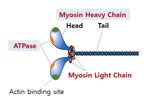 근섬유종류 분류방법과 혼선정리:지근과 속근(TypeⅠ, Type Ⅱa, Type Ⅱb)(MHC Ⅰ, MHC Ⅱa, MHC Ⅱx, MHC Ⅱb)