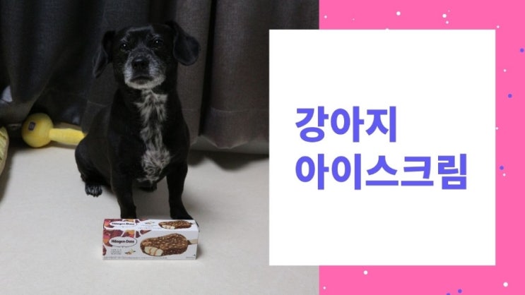 강아지 아이스크림 먹어도 될까요? 강아지 아이스크림 먹어도 될까요?