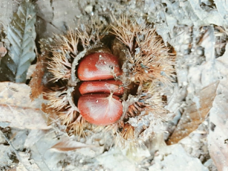  산책도 하고, 밤도 줍고!