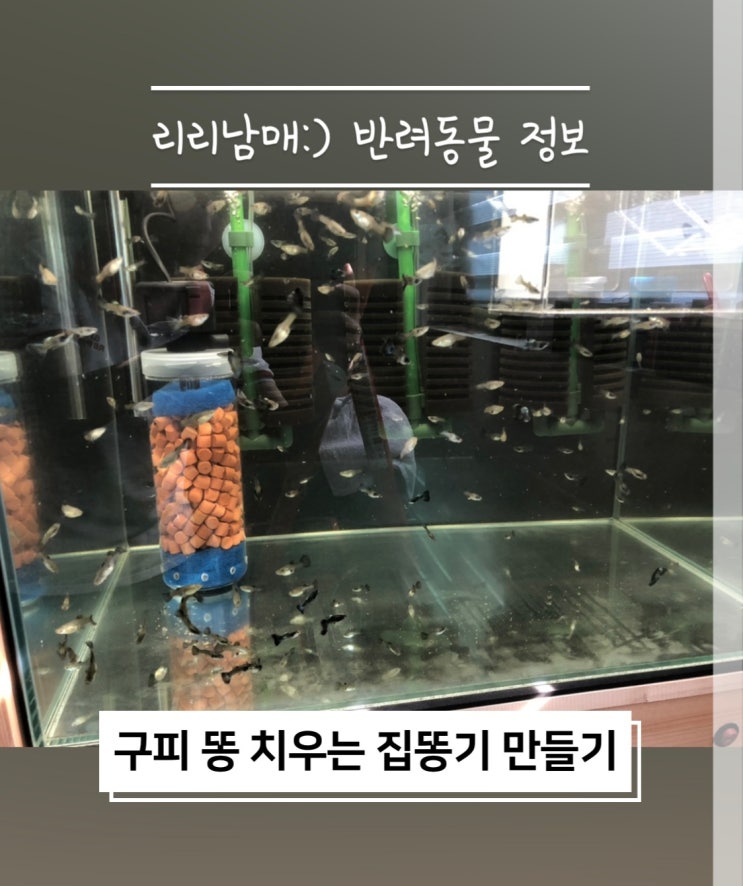 구피똥 어항 자동 청소해주는 집똥기 자작으로 만들기