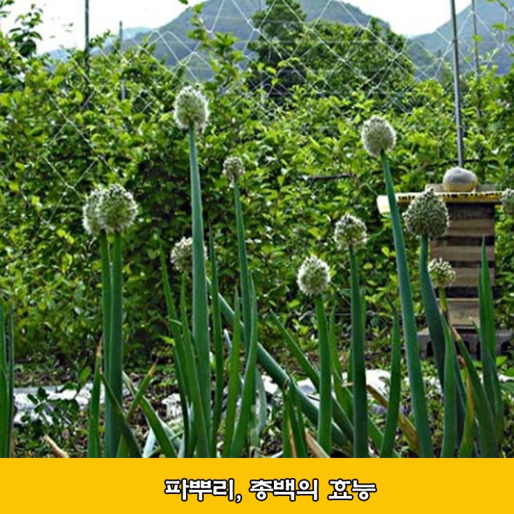  대파, 총백, 대파 효능