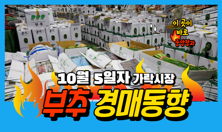  [경매사 일일보고] 10월 5일자 가락시장 "부추" 경매동향을 살펴보겠습니다!