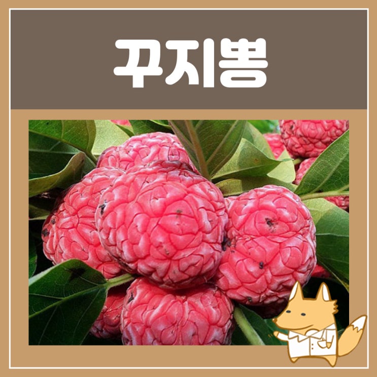  꾸지뽕 부작용 효능 : 꾸지뽕 뿌리 열매 효능 꾸지뽕잎 구찌뽕 효능 당뇨에 좋은 차