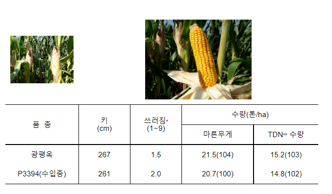 우수한 국산 사료용 옥수수 신청하세요(광평옥,다청옥)_농촌진흥청 우수한 국산 사료용 옥수수 신청하세요(광평옥,다청옥)_농촌진흥청