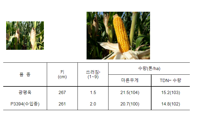 우수한 국산 사료용 옥수수 신청하세요(광평옥,다청옥)_농촌진흥청