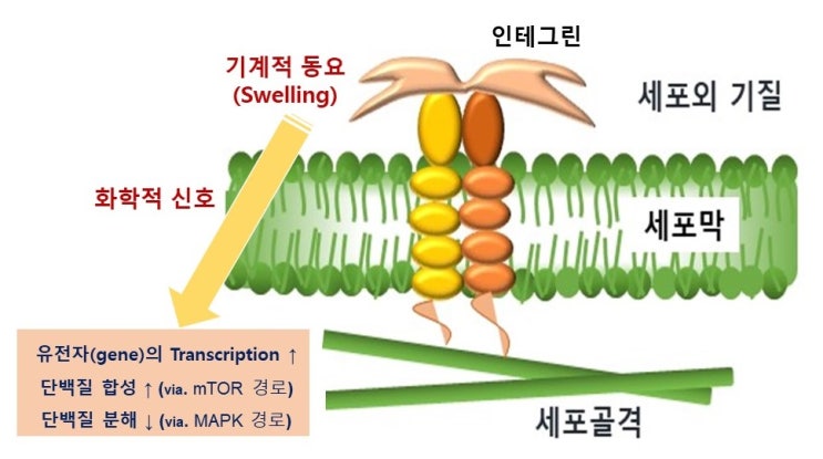  근육펌핑(Muscle Pumping)과 근비대원리, 비트쥬스(beet juice), 석류쥬스