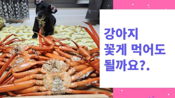 강아지 꽃게 홍게 대게 먹여도 될까요?