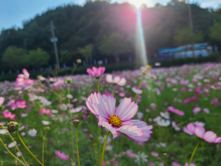 대전 코스모스  장동만남공원에 가을 정취 물씬 - 세종근교