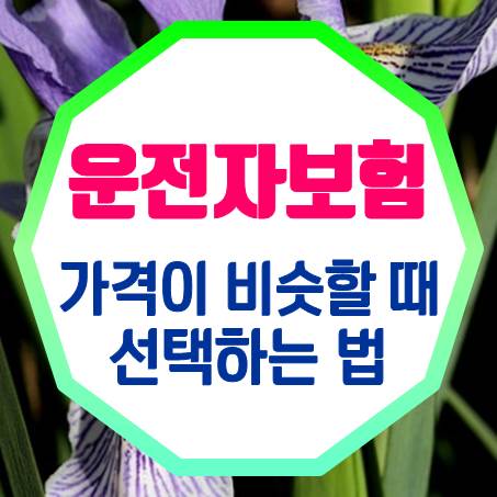  비슷한 가격의 인터넷운전자보험 중에서 가입 결정을 내려야 한다면?