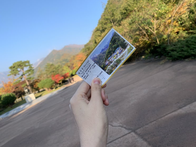 21.10 ㅣ강원도 신혼여행 3일차🚗 설악산 단풍, 감나무집 감자옹심이, 비단우유차, 진고개참나무숯불갈비, 정선 파크로쉬